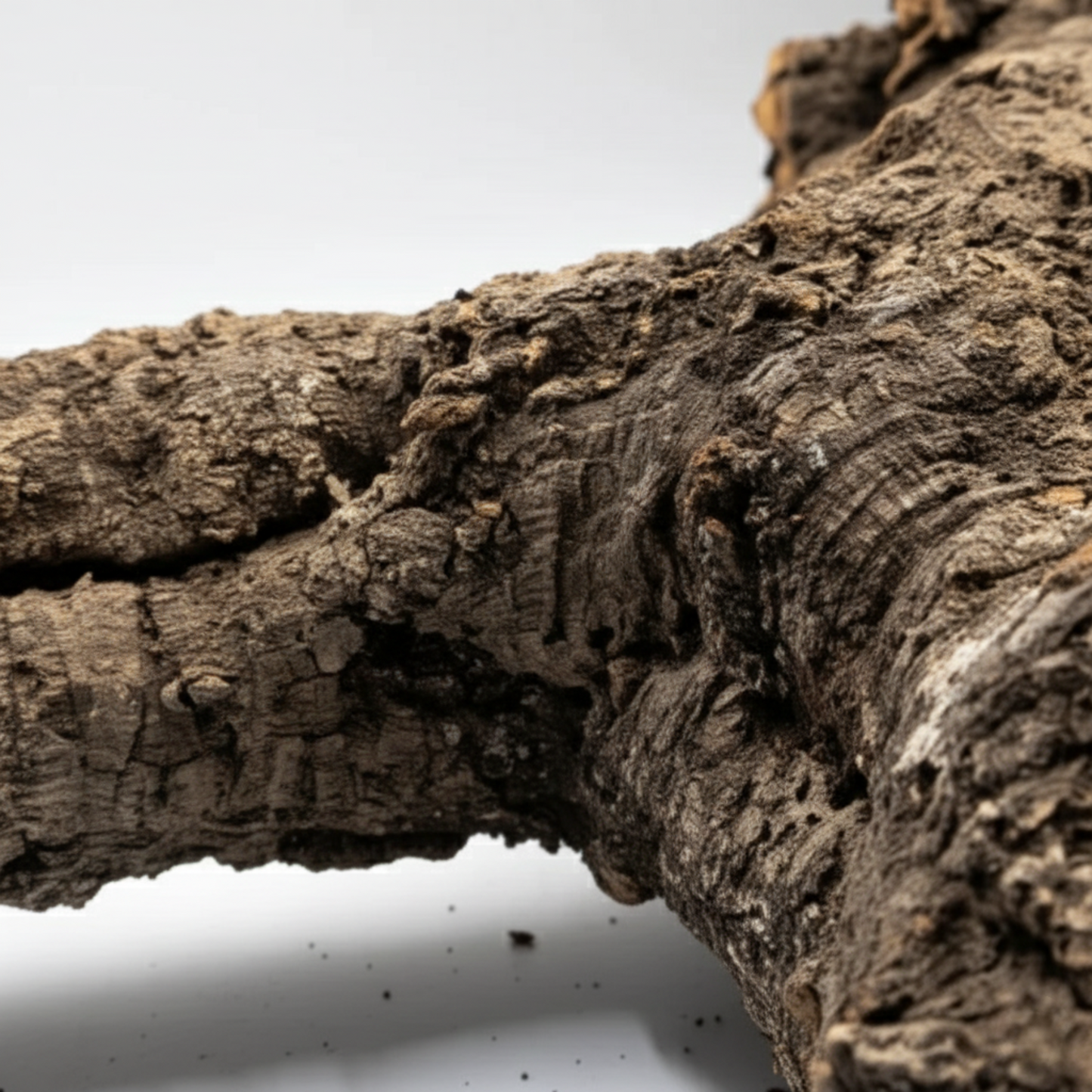 Natural Virgin Cork Branches